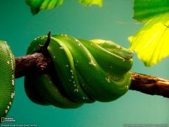 Tapeta National Geographic 553.jpg